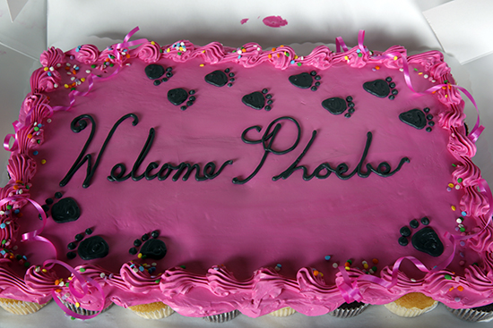 Phoebe's Cake