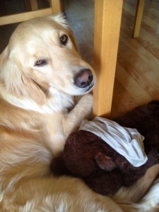 Dancer relaxes with the sock she stole from my husband and "Therapy Bear."