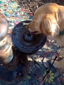 Dancer drinks from one of the special dog water fountains along the Coastal Rail Trail in Solana Beach